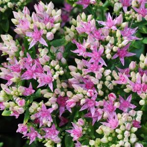 Hylotelephium spectabile Brilliant Group 'Brilliant' (was Sedum) ---